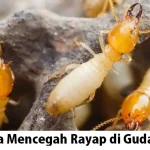 Mencegah Rayap di Gudang