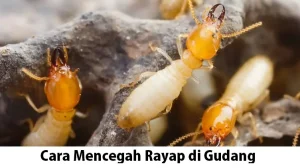 Read more about the article Cara Mencegah Rayap di Gudang Pabrik: Biar Bisnis Gak Jadi “Disantap” Diam-diam