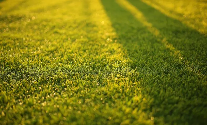 artificial grass